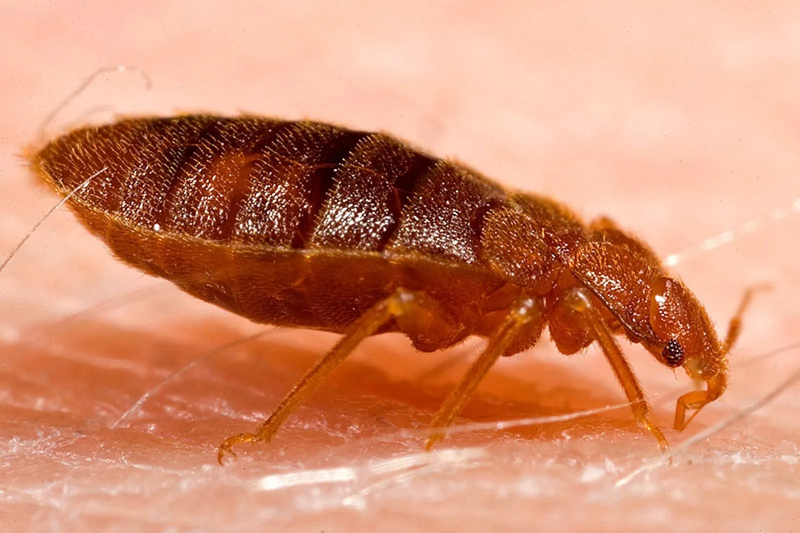 Primer plano de una chinche de cama adulta (Cimex lectularius) sobre la piel