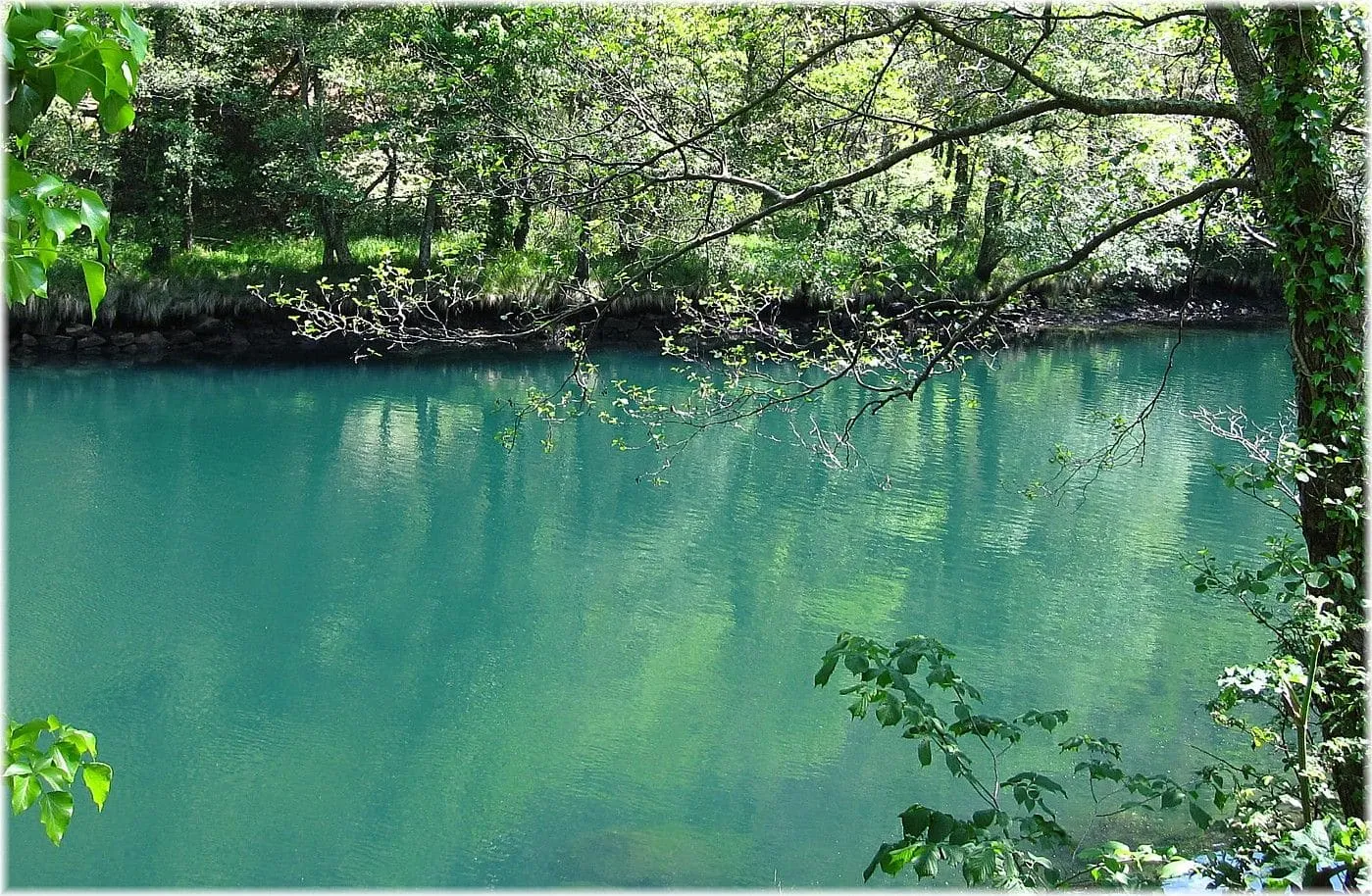Aguas verdes del río Eume entre la vegetación de las Fragas