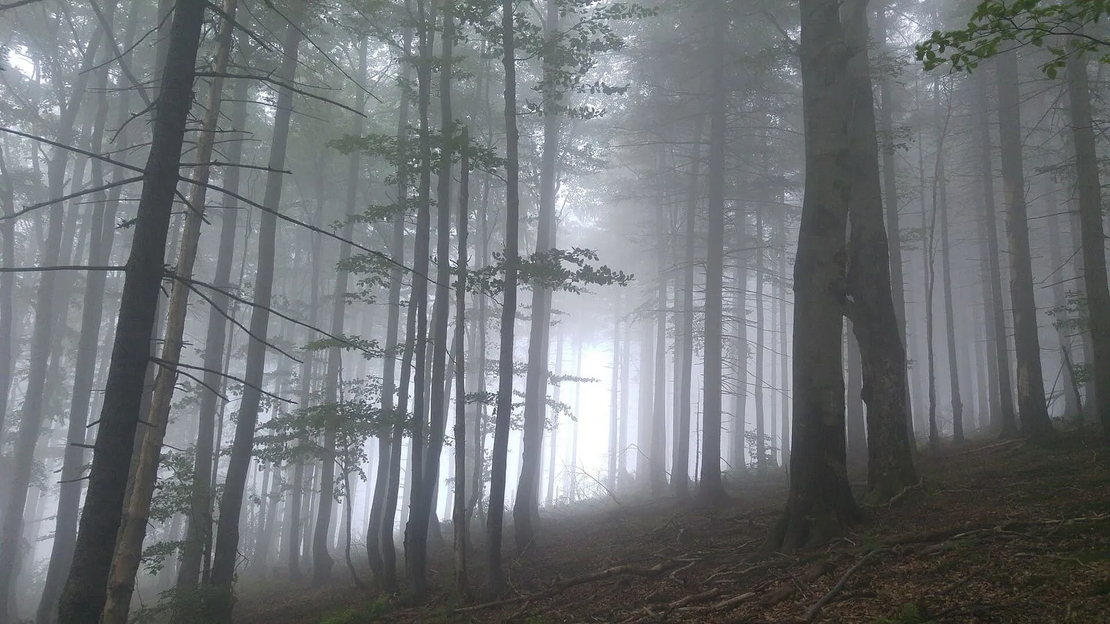 Un bosque envuelto en niebla, con troncos oscuros y un aire de misterio