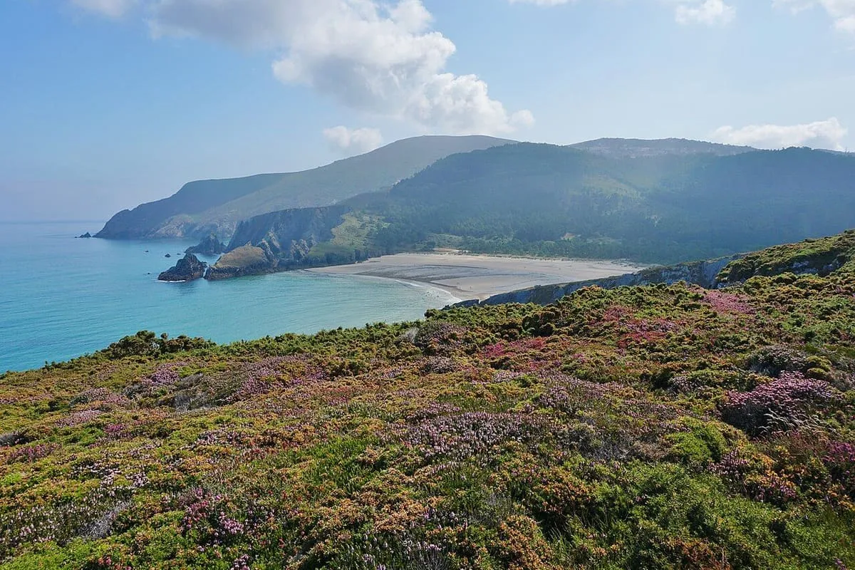 Playa de arena entre montes cubiertos de brezo en Estaca de Bares