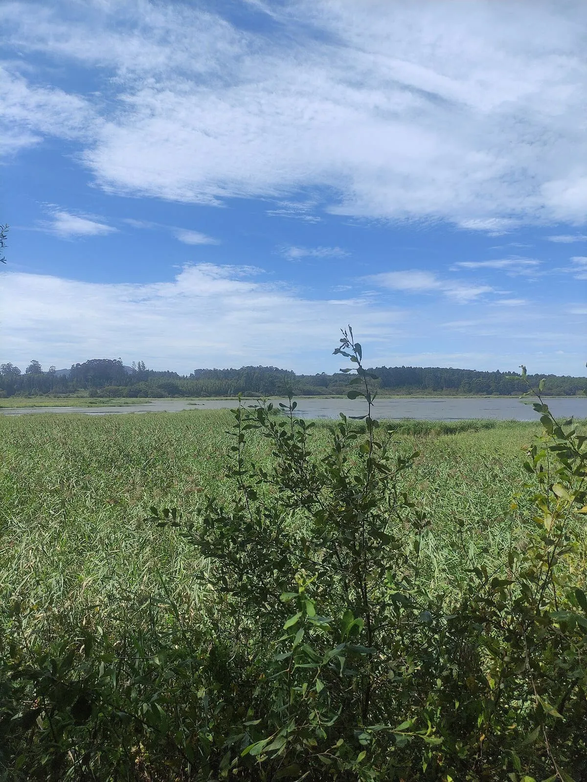 Aguas de la laguna entre cañaverales y arbustos, con el cielo azul y nubes