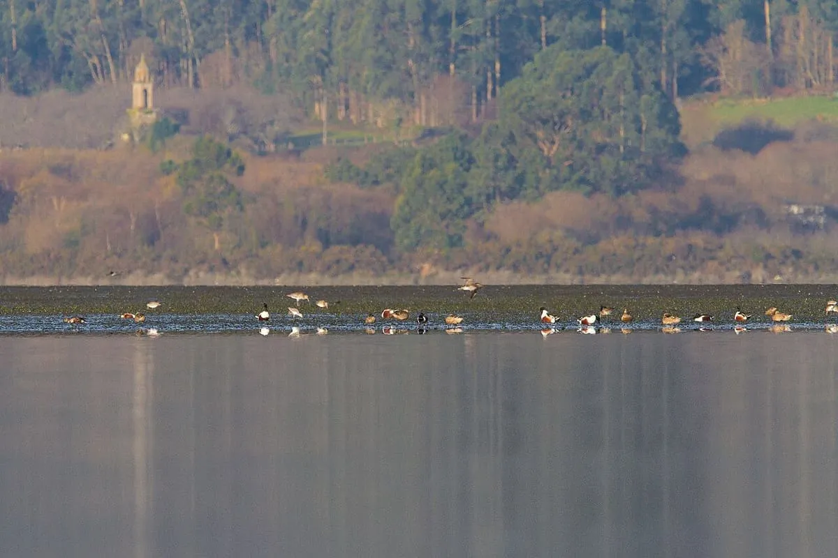Aves acuáticas sobre los fangos de la ría de Ortigueira