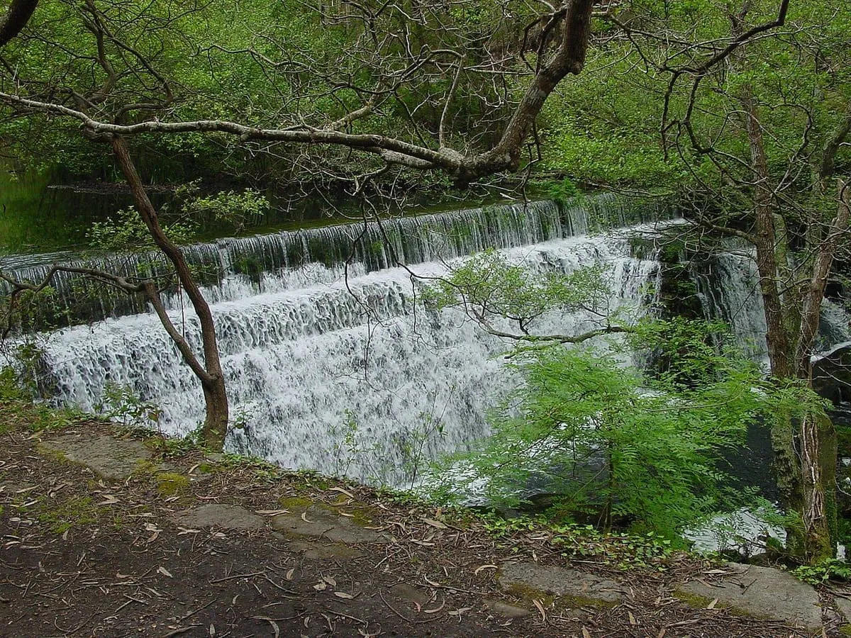 Pequeña presa con agua cayendo en escalones entre vegetación